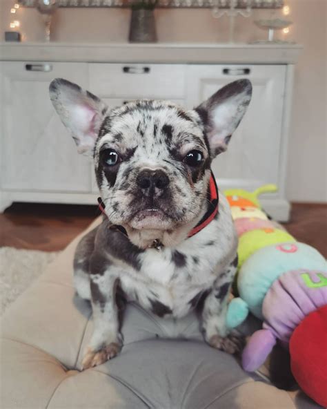 Blue Merle French Bulldogs Ultimate Guide: Top 10 Facts